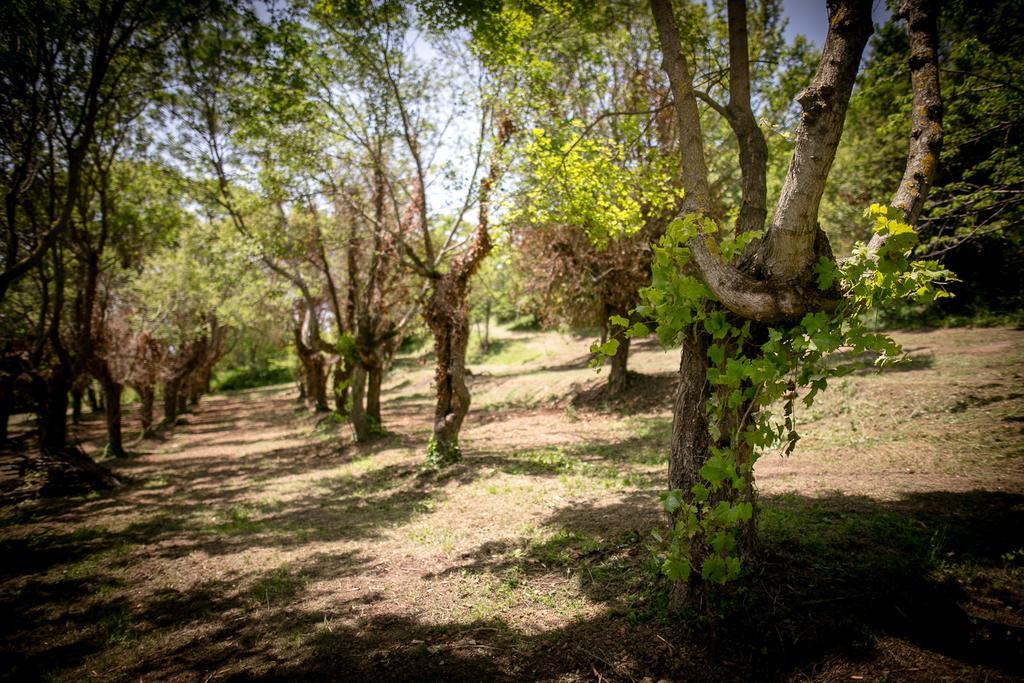 Apartamento Borgo Al Teto La Vite Castiglion Fiorentino Exterior foto